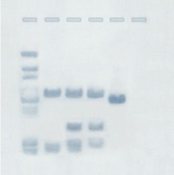 imgcat-SOUTHERN-BLOT_02